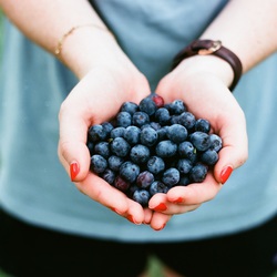 Freshly picked blueberries - Kép 1.