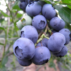 Freshly picked blueberries - Kép 2.